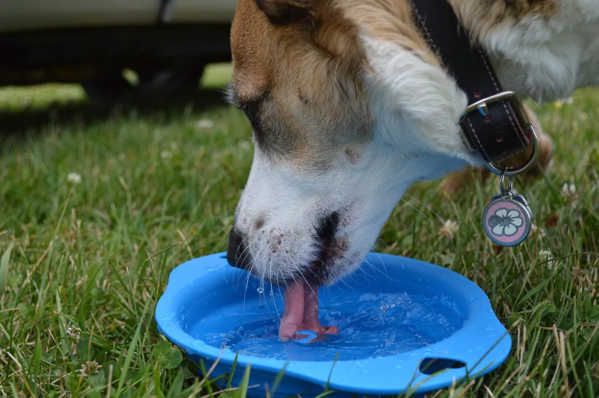 Golden Retriever drinking from a water bowl, owner watching with concern