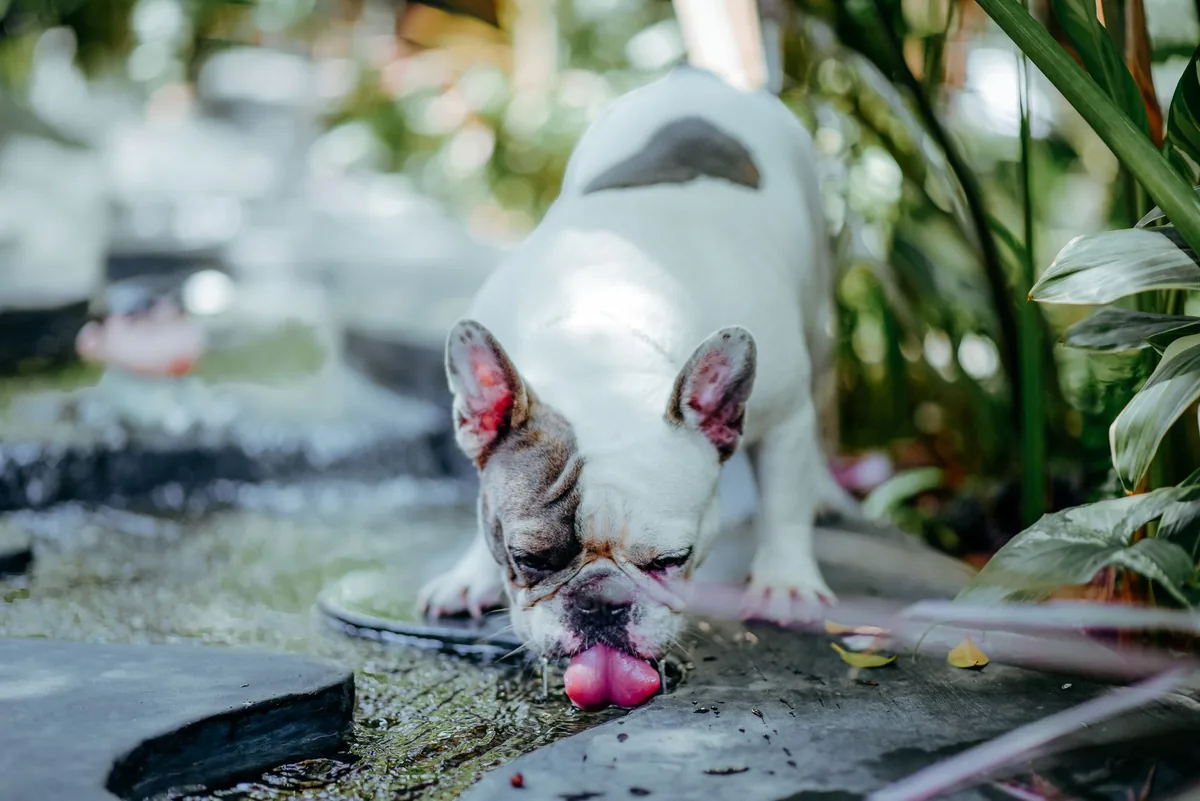 Veterinarian using an endoscope to examine a dog’s nasal cavity on a bright clinic table