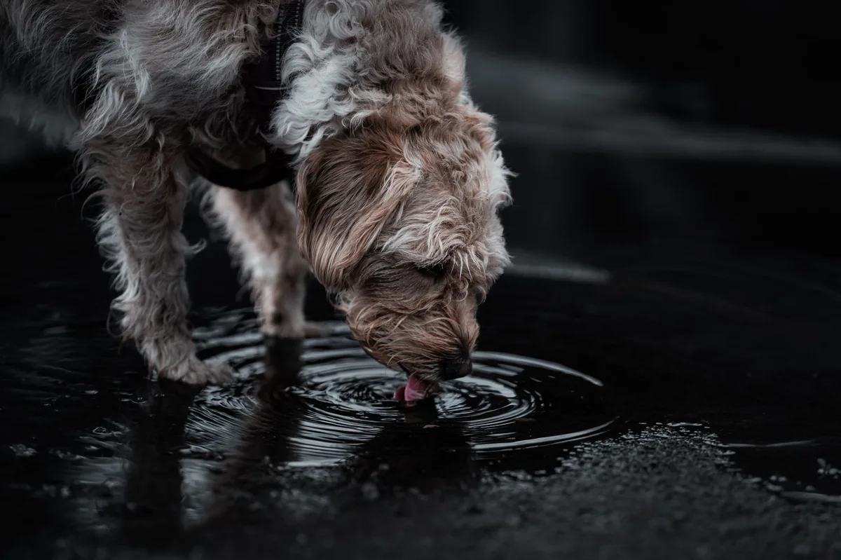 Veterinarian gently checking a dog's gums with a fingertip, showing a pale pink color that may indicate electrolyte imbalance