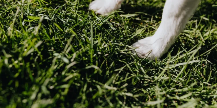 Golden Retriever puppy curiously sniffing a dangling power cord near a living‑room sofa, soft natural light, gentle domestic scene