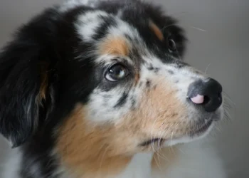 Adult mixed‑breed dog with a slight reddish ring around the iris, looking at the camera, soft indoor lighting
