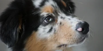 Adult mixed‑breed dog with a slight reddish ring around the iris, looking at the camera, soft indoor lighting