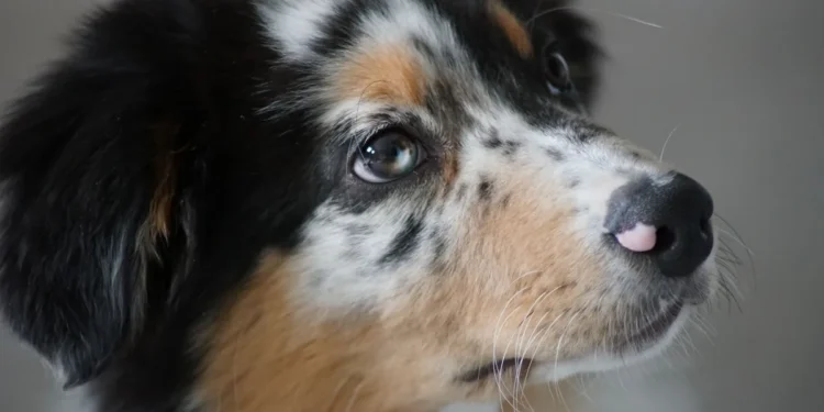 Adult mixed‑breed dog with a slight reddish ring around the iris, looking at the camera, soft indoor lighting