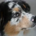 Adult mixed‑breed dog with a slight reddish ring around the iris, looking at the camera, soft indoor lighting