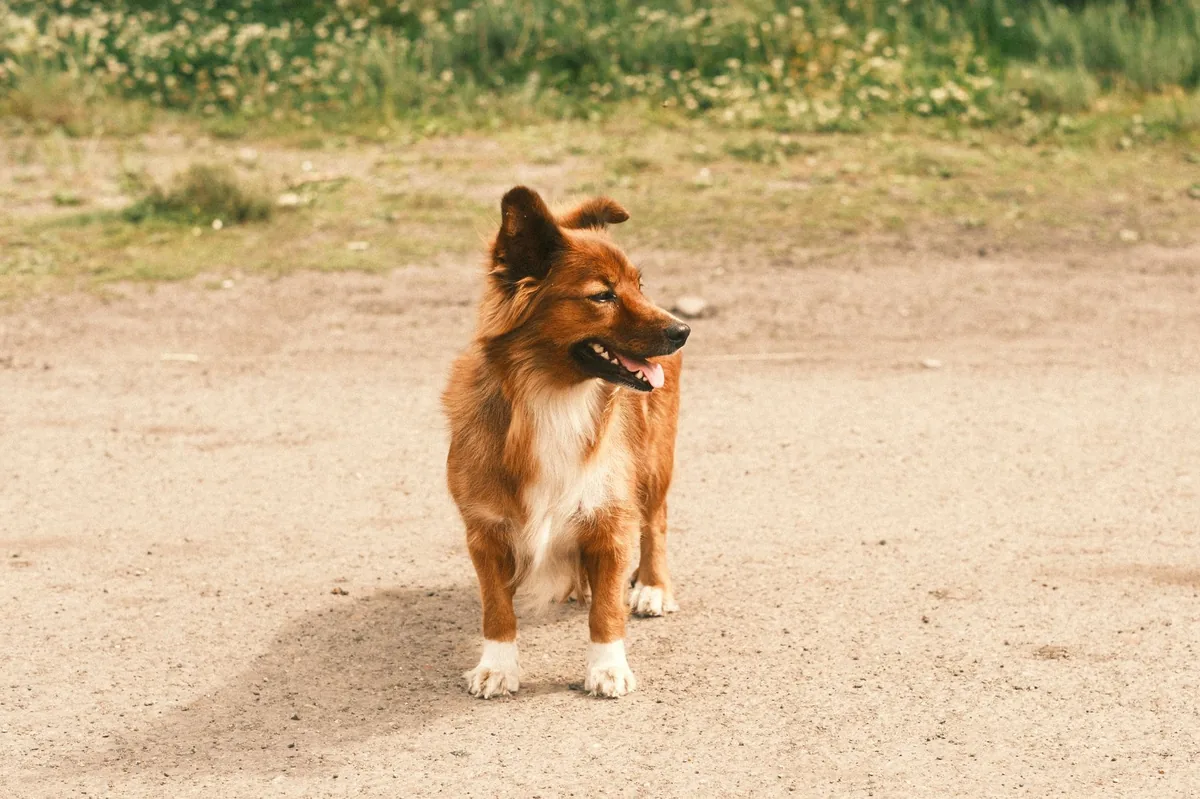 Close‑up of a dog’s paw next to a bowl of kibble, illustrating healthy feeding habits