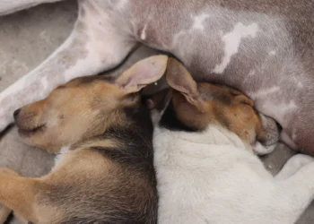 Senior mixed‑breed dog lying on a couch, eyes half‑closed, with a subtle swelling near the lower back