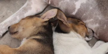 Senior mixed‑breed dog lying on a couch, eyes half‑closed, with a subtle swelling near the lower back