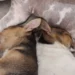 Senior mixed‑breed dog lying on a couch, eyes half‑closed, with a subtle swelling near the lower back