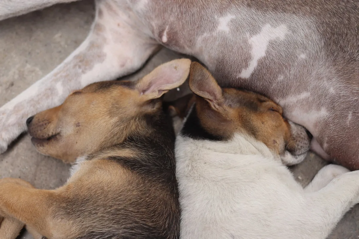 Senior mixed‑breed dog lying on a couch, eyes half‑closed, with a subtle swelling near the lower back