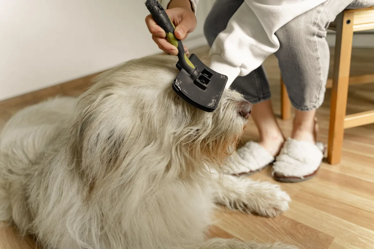 Close-up of a dog's hindquarters with a veterinarian using a tape test to collect tapeworm segments
