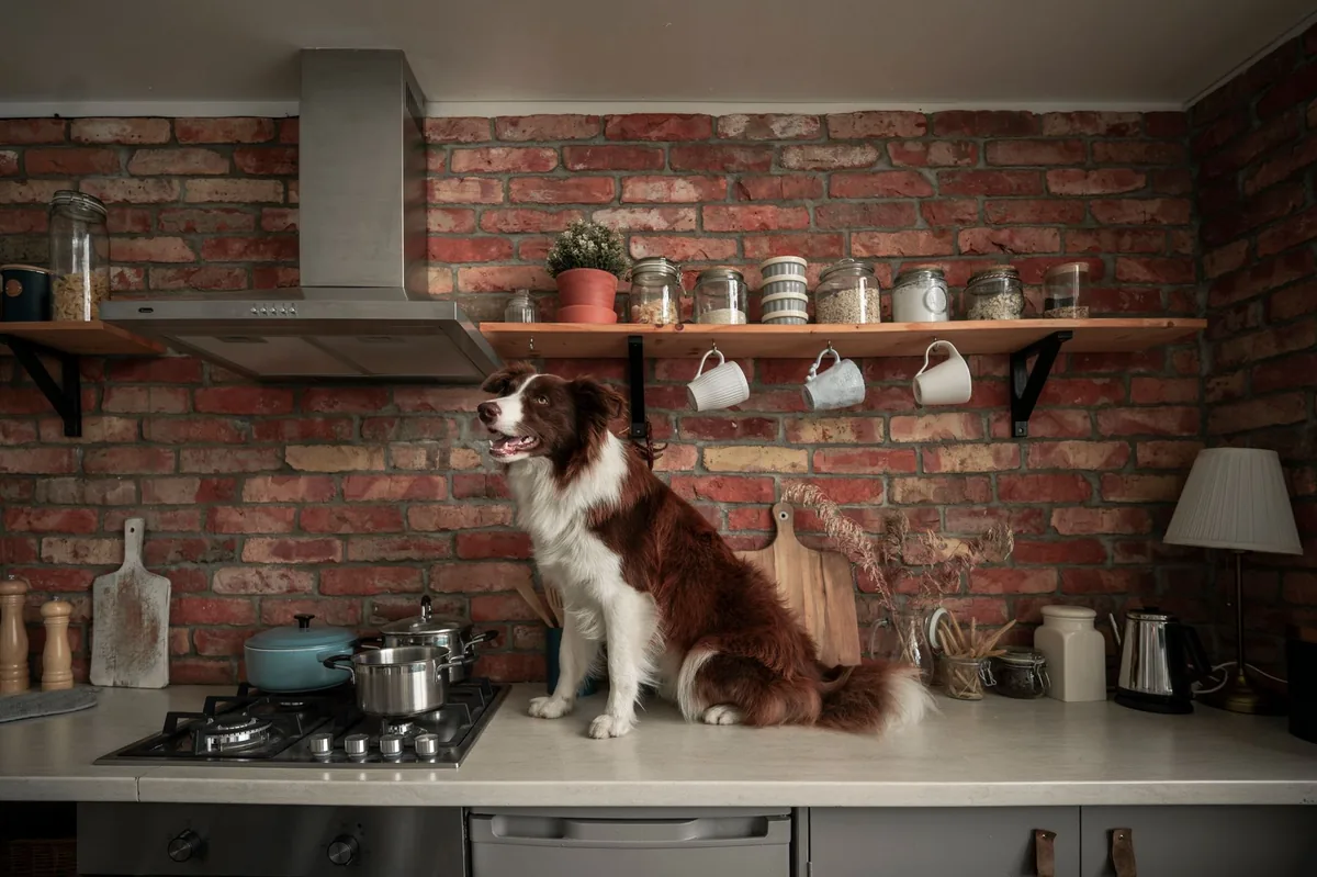 A calm kitchen scene with a dog bowl of high‑quality kibble next to a glass of water, illustrating proper nutrition for a recovering dog