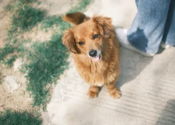 Golden Retriever sitting patiently while owner checks its gums with a fingertip, soft natural light in a living room