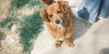 Golden Retriever sitting patiently while owner checks its gums with a fingertip, soft natural light in a living room