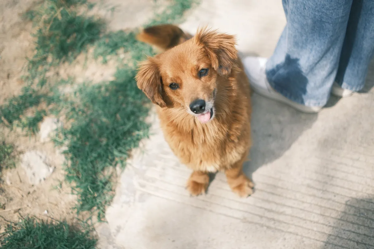 Golden Retriever sitting patiently while owner checks its gums with a fingertip, soft natural light in a living room