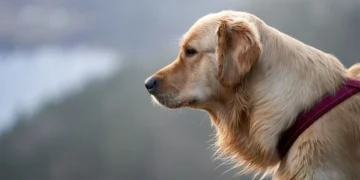 Close‑up of a dog's mouth showing a small pink gum lump, with a worried owner gently examining the area