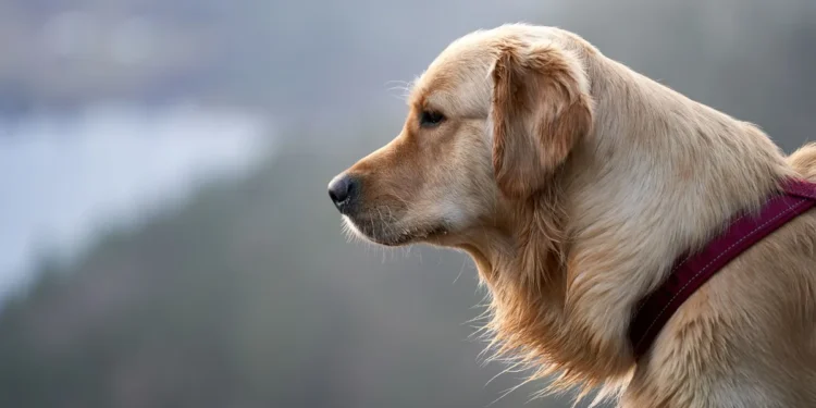 Close‑up of a dog's mouth showing a small pink gum lump, with a worried owner gently examining the area