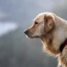 Close‑up of a dog's mouth showing a small pink gum lump, with a worried owner gently examining the area