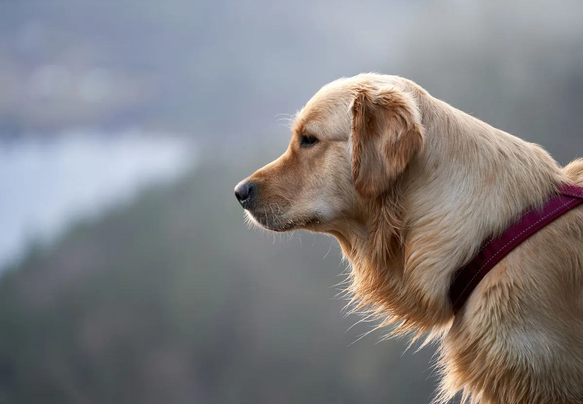 Close‑up of a dog's mouth showing a small pink gum lump, with a worried owner gently examining the area