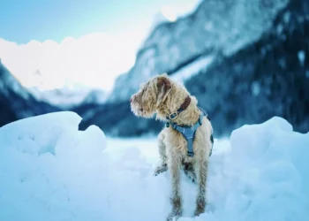 Senior Golden Retriever curled up on a couch, shivering and looking pale, with a worried owner checking her ears