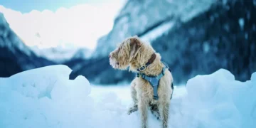 Senior Golden Retriever curled up on a couch, shivering and looking pale, with a worried owner checking her ears