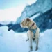 Senior Golden Retriever curled up on a couch, shivering and looking pale, with a worried owner checking her ears