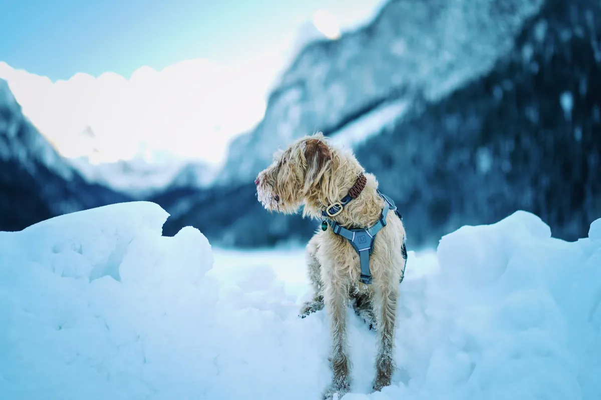 Senior Golden Retriever curled up on a couch, shivering and looking pale, with a worried owner checking her ears
