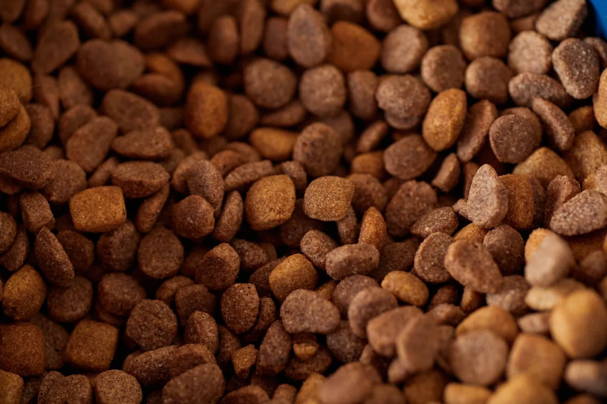 Close‑up of a dog’s food bowl with low‑fat kibble and a small scoop of pumpkin