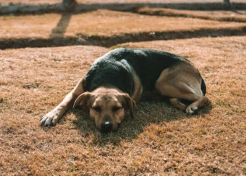 Golden Retriever lying on a kitchen floor, looking uncomfortable with a swollen belly and a worried owner checking his paws