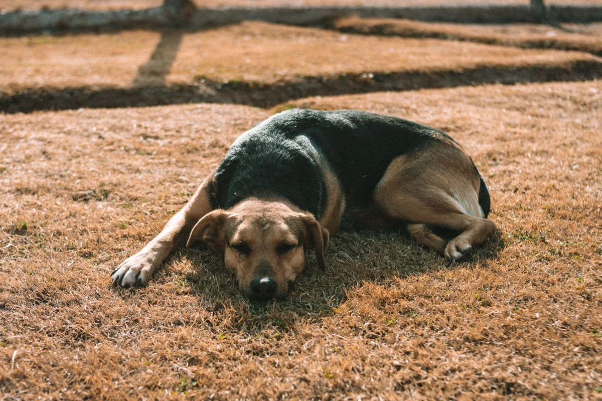 Golden Retriever lying on a kitchen floor, looking uncomfortable with a swollen belly and a worried owner checking his paws