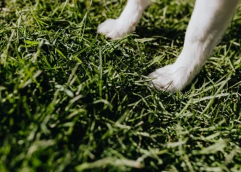 Veterinarian gently examining a dog’s gait on a calm clinic floor, observing leg movement