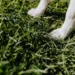 Veterinarian gently examining a dog’s gait on a calm clinic floor, observing leg movement