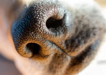 Golden Retriever puppy lying on a cozy rug, looking curious but with a few patchy hair loss spots on the flank