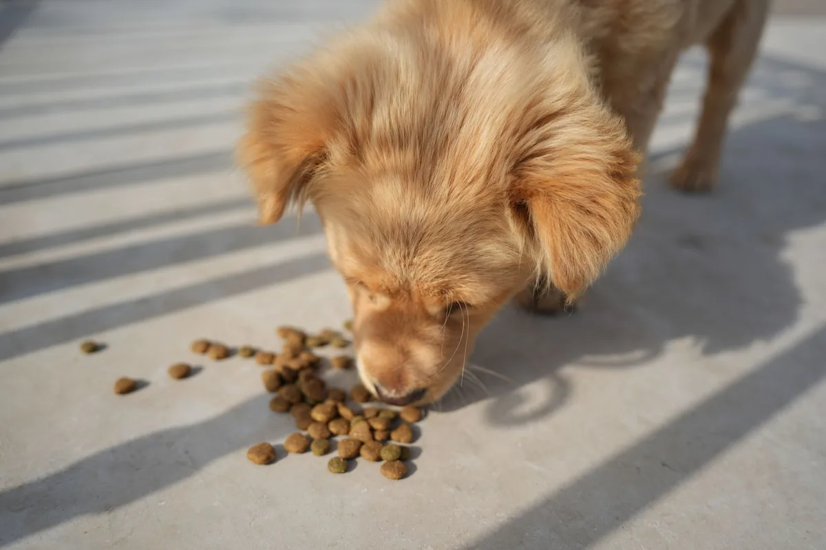 Dog eating from a shallow bowl of high‑protein kibble with a side of fish oil supplement, bright kitchen lighting