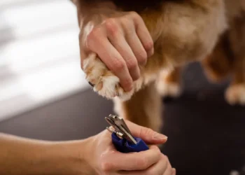 Golden Retriever with a swollen front paw, owner gently examining the nail area