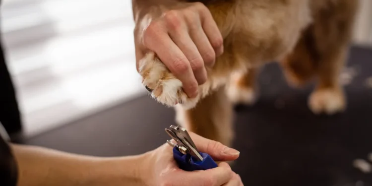 Golden Retriever with a swollen front paw, owner gently examining the nail area