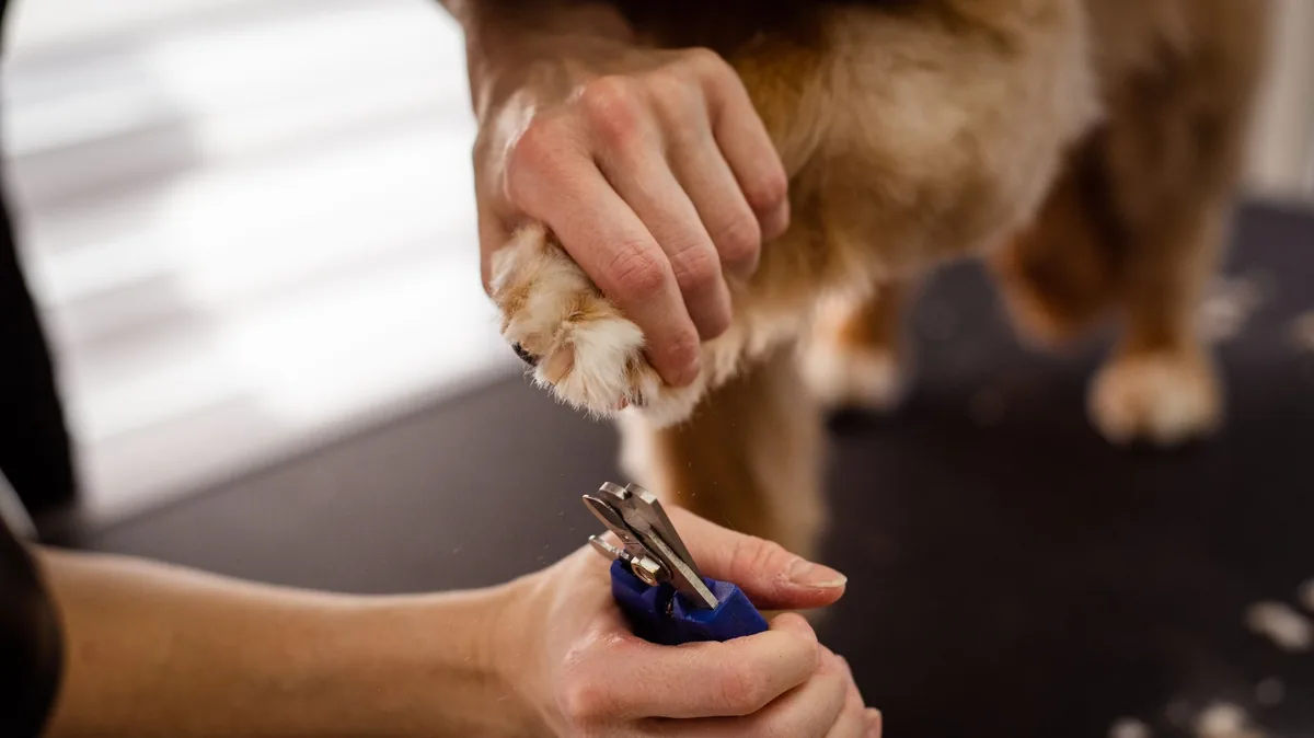 Golden Retriever with a swollen front paw, owner gently examining the nail area