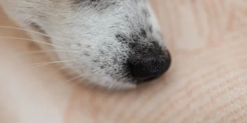 Golden Retriever sneezing with a small amount of blood from the nose, indoor lighting, soft background