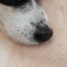 German Shepherd with a slight facial swelling and crusted nose, looking concerned