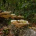 Golden Retriever sniffing a cluster of wild mushrooms on a garden fence, early evening light, calm domestic setting