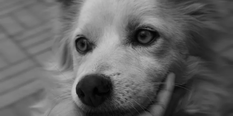 Golden Retriever lying on a soft rug, head tilted, showing mild neck discomfort