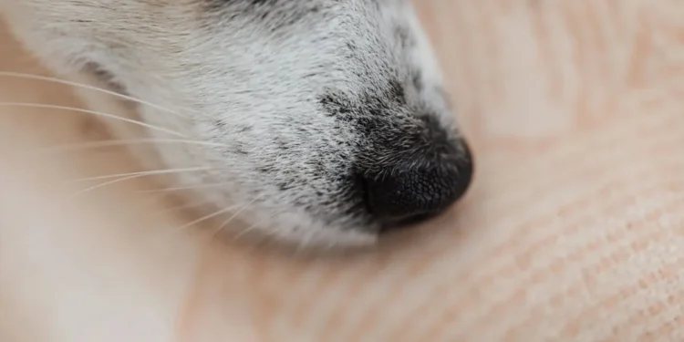 Veterinarian using a nasal endoscope on a calm dog in a bright exam room