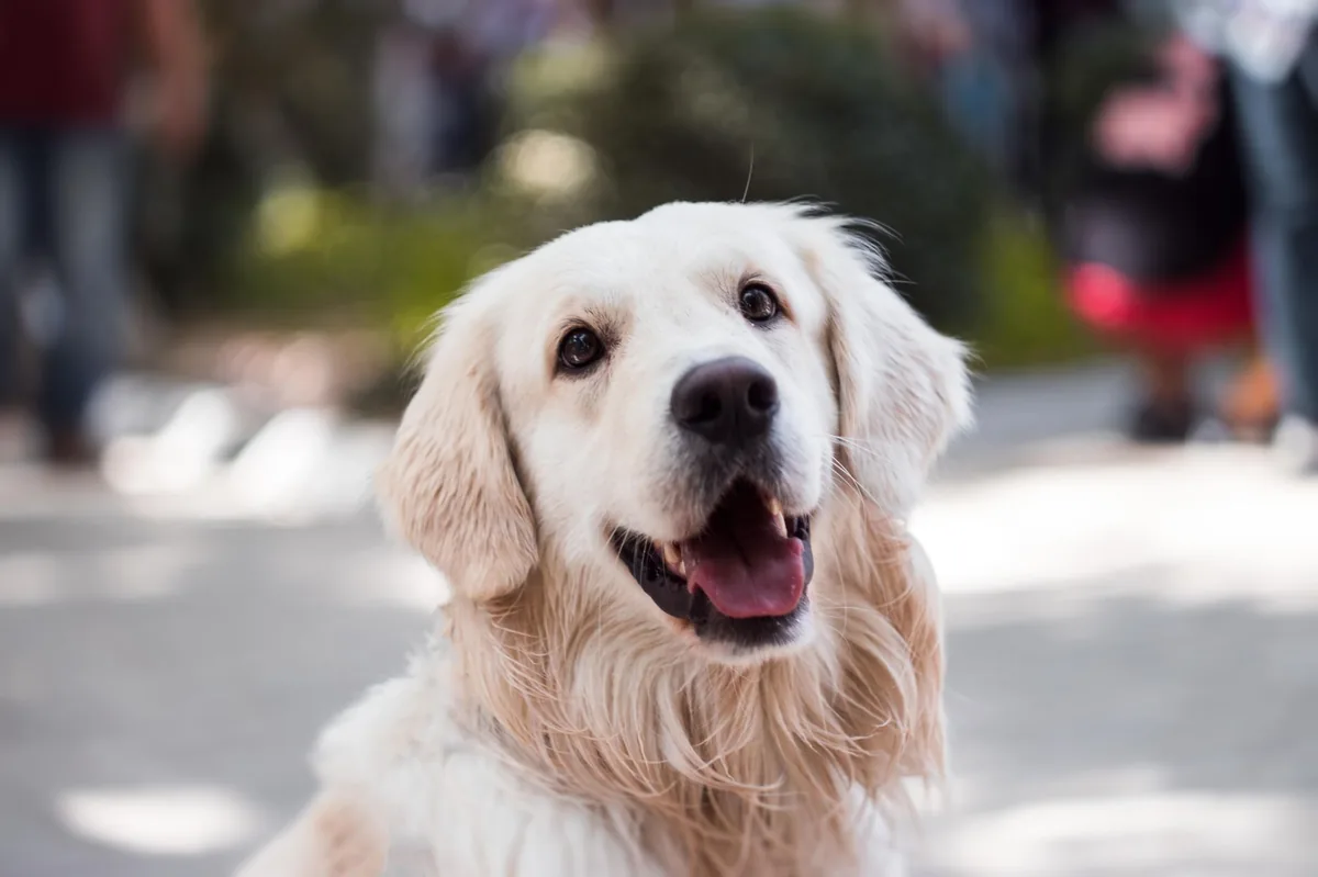 Dog eating from a shallow bowl of high‑quality kibble, with a small side of boiled chicken