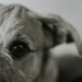 Boxer dog with swollen right eye socket, showing mild exophthalmos and a thin discharge