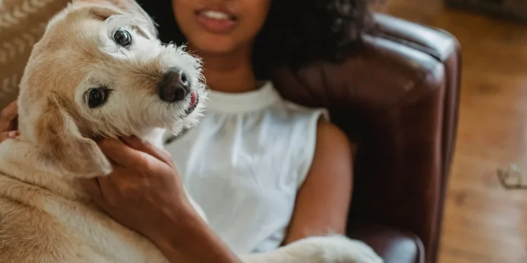 Middle-aged mixed-breed dog lying on a couch, looking tired with a concerned owner checking its gums