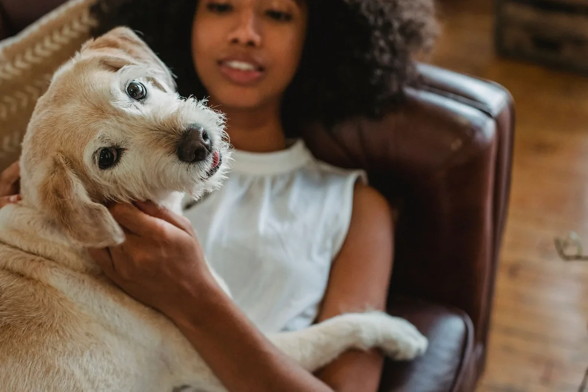 Middle-aged mixed-breed dog lying on a couch, looking tired with a concerned owner checking its gums