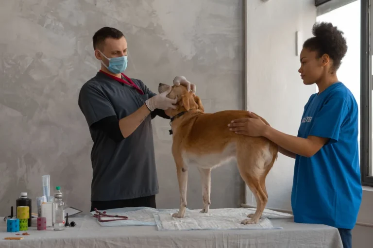 Liver Inflammation (Suppurative) in Dogs