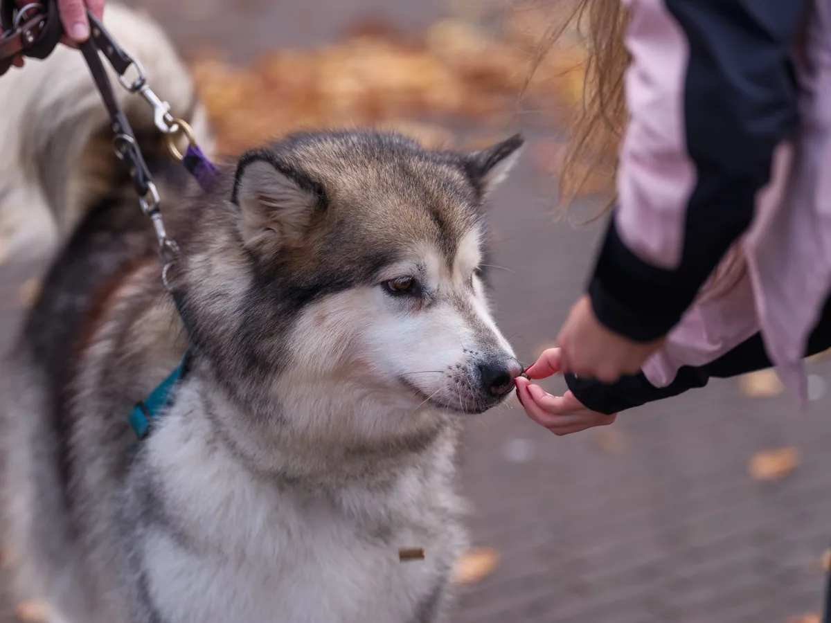 Owner hand checking a senior dog's gums for pallor, with a bright kitchen background