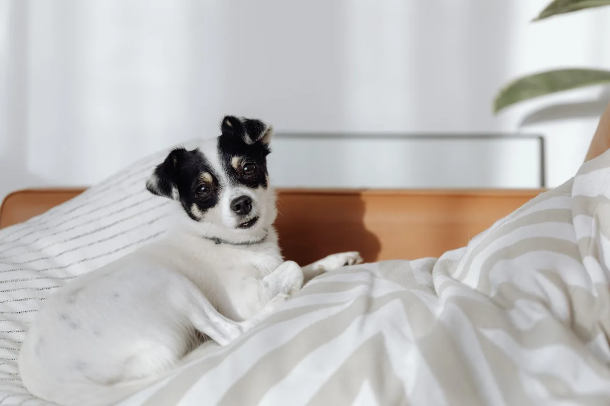 Dog resting beside a small medical device, showing a pacemaker implant site on the neck area, soft lighting