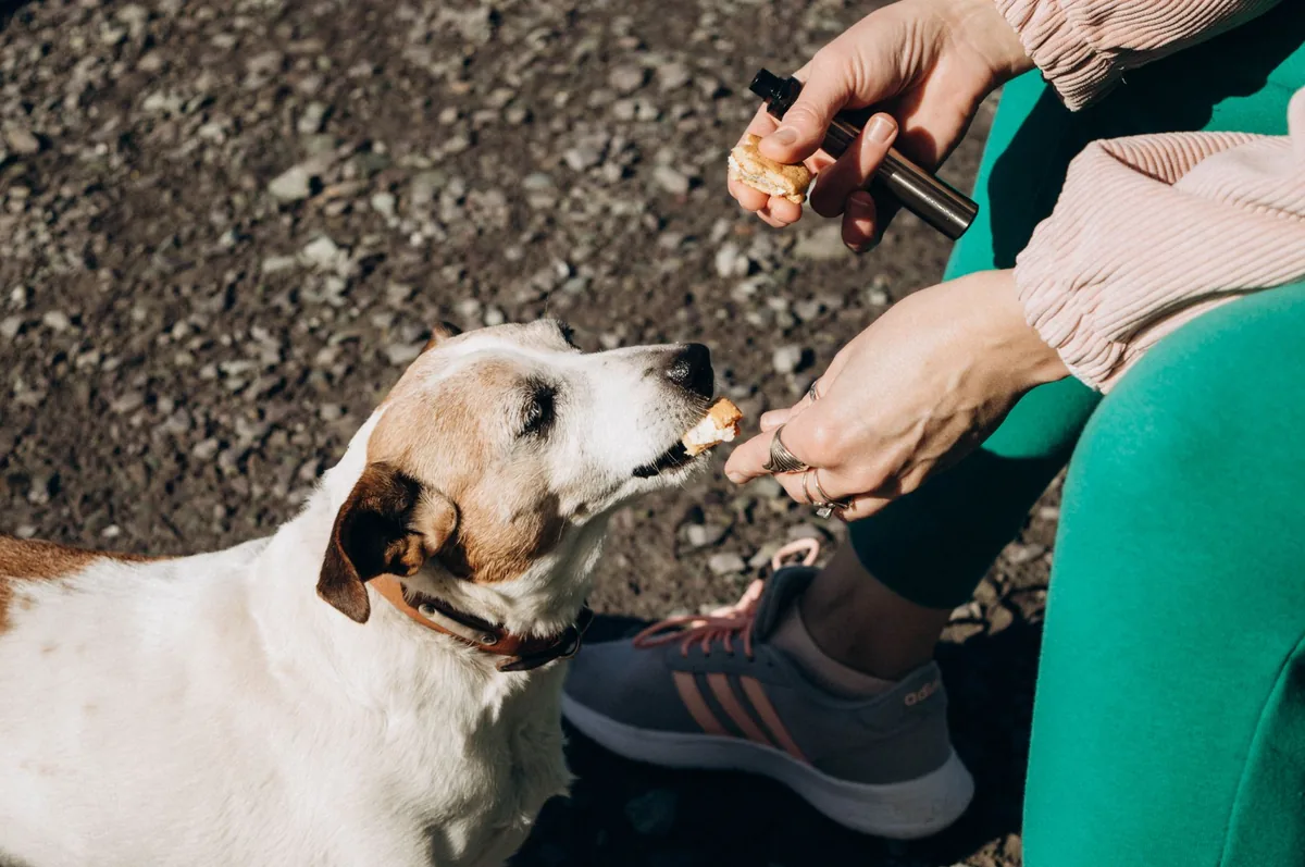 Close‑up of a dog's pale gums being checked by an owner with a gentle hand