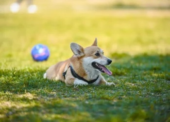 Golden Retriever lying on a shaded lawn, tongue out, looking tired after a hot day